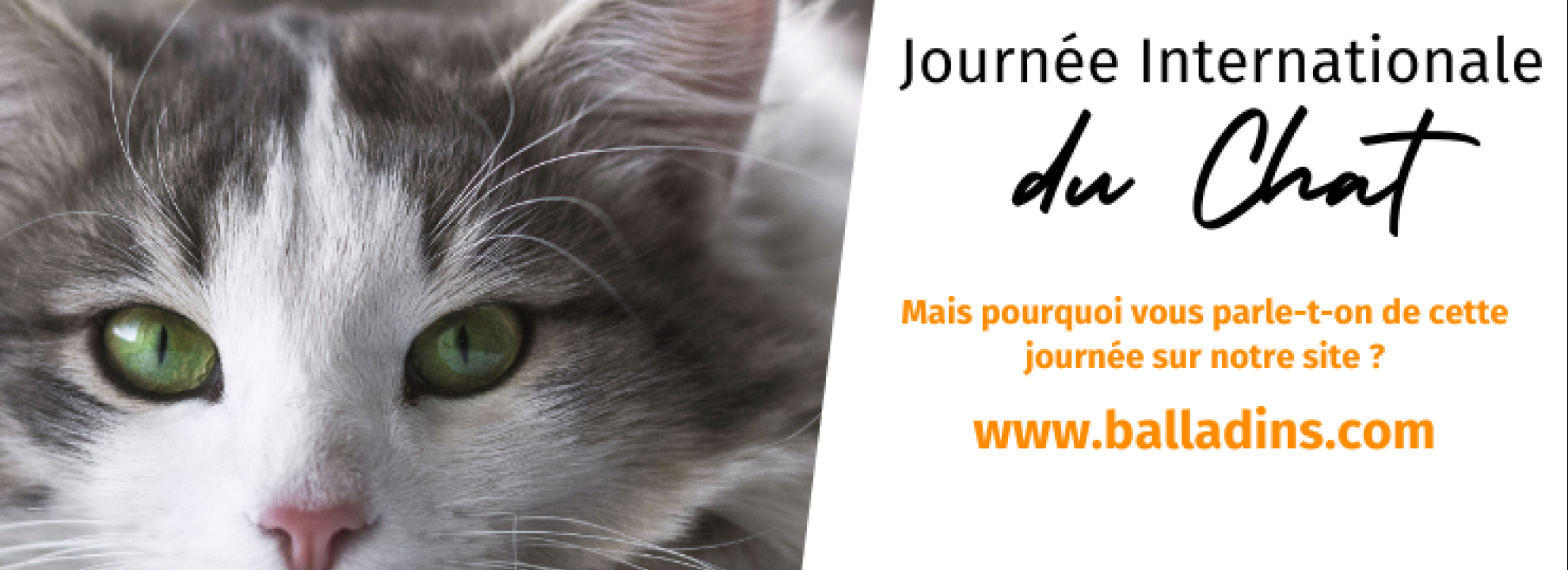 Journée Internationale du chat