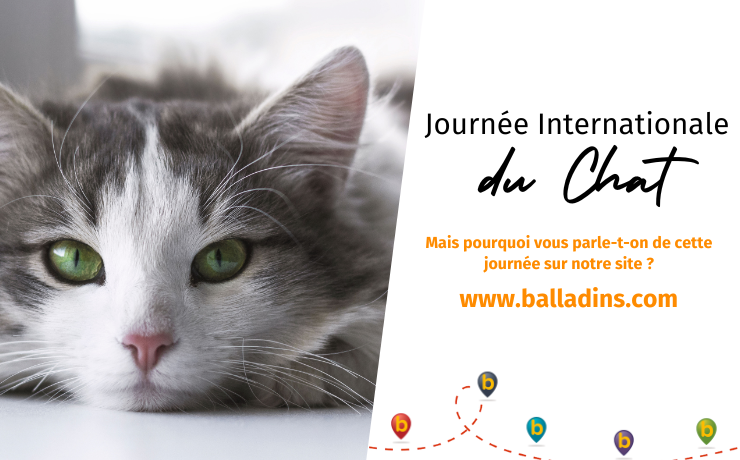 Journée Internationale du chat